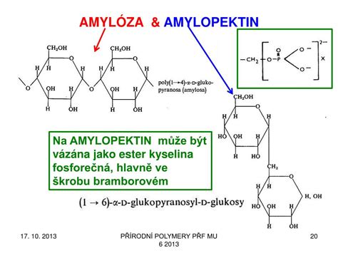 Štruktúra škrobu: Amylóza a Amylopektín