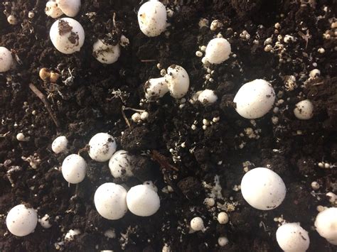 Foto substrátu pripraveného na pestovanie šampiňónov