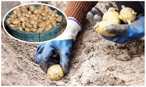 Infografika o potrebe vody pri pestovaní zemiakov