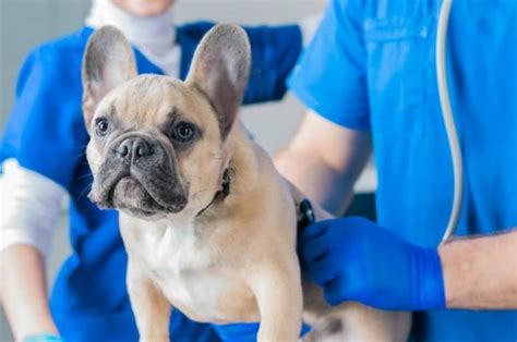 Ilustrácia veterinára, ktorý vyšetruje psa