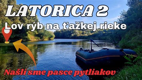 Ilustračná fotografia rýb Pangasius