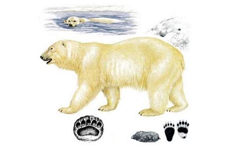 Rozdiely medzi bielou a hnedou ryžovou múkou