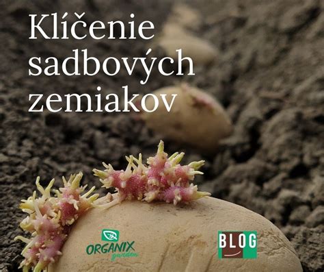 Ilustrácia sadbových zemiakov pripravených na morenie