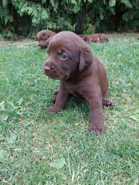 Čokoládový labrador hrajúci sa s deťmi