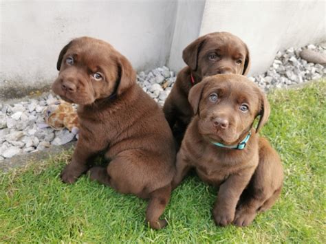 Kŕmenie šteniatka labradora