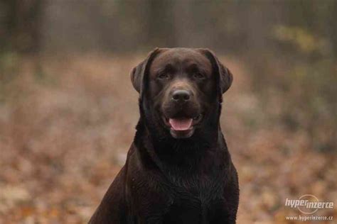 Hravý čokoládový labrador