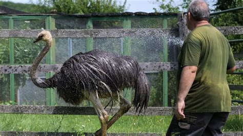 Rôzne druhy zvierat ako tortové dekorácie