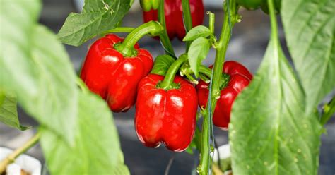 štruktúra ASTA farbivosti papriky