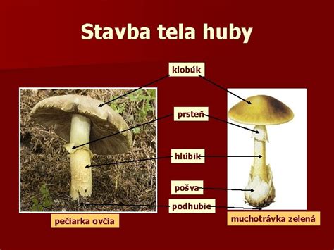 Ilustrácia dvojfarebnej pôvabnice s detailmi klobúka a hlúbika
