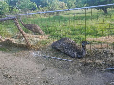 Chov emu na farme