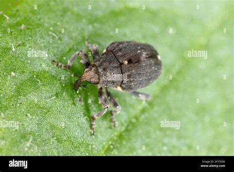 Bylomor koreňový makový (Stenocarus ruficornis)