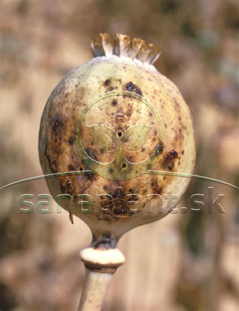 Krytonos makovicový na maku