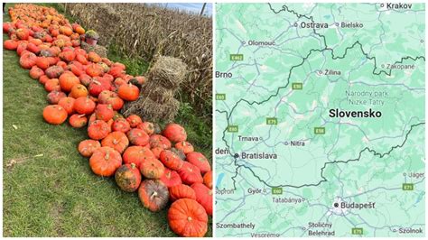 Ilustračná fotografia kríčkovej tekvice 'Kveta'