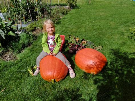 Schéma optimálneho sponu výsadby kríčkovej tekvice