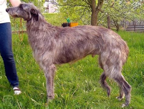 Škótsky jelení pes v pohybe