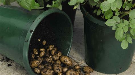 Zemiaky rastúce v kvetináči na balkóne