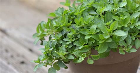 oregano