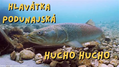 Hlavátka Podunajská 🐟 Hucho Hucho, poklad našich riek