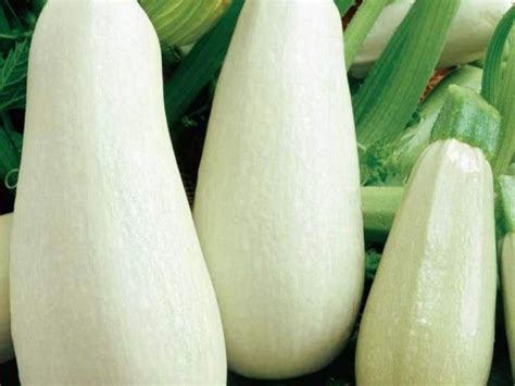 Čerstvá tekvica pripravená na varenie