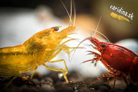 Tabuľka s optimálnymi parametrami vody pre chov kreviet