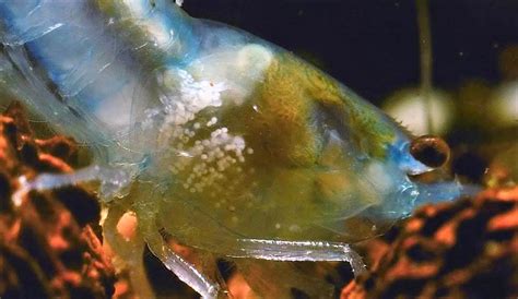 Ilustrácia parazita Scutariella japonica na krevetke