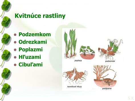 Ilustrácia rastliny zemiaka s hľuzami