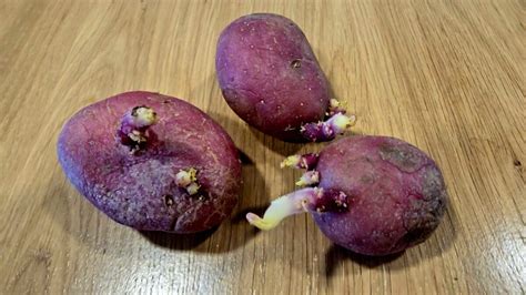 Vývoj klíčkov na zemiakoch