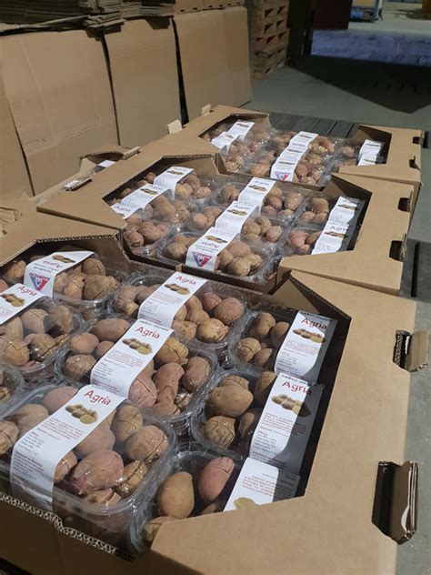 Rôzne veľkosti zemiakových hľúz