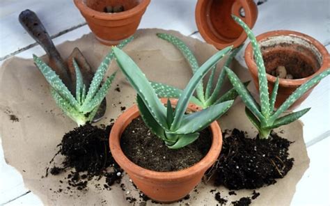 Rozmnožovanie Aloe vera pomocou odnoží