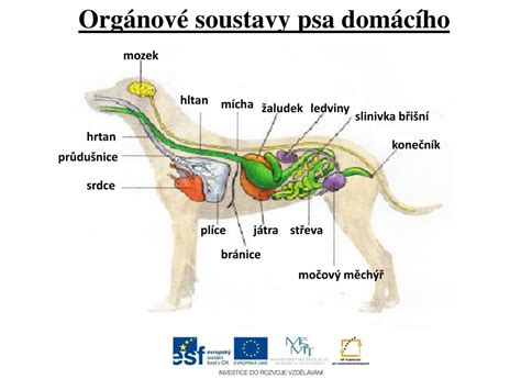 Anatomická schéma tráviaceho systému psa