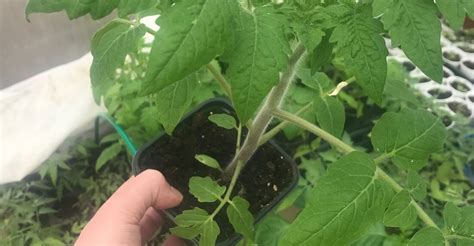 Ilustrácia výsadby sadeníc paradajok