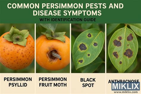 Ilustrácia bežných škodcov paradajok