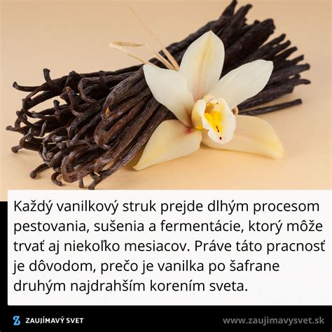 Vanilkové struky na strome