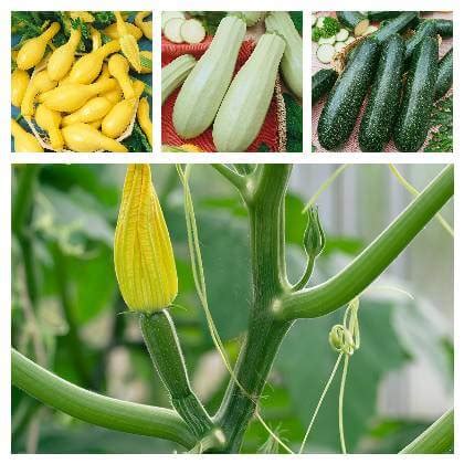 Rôzne druhy cukety