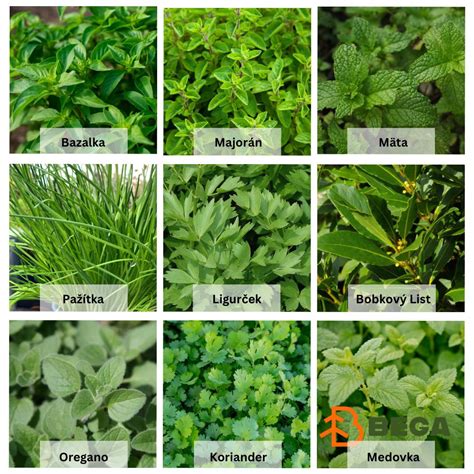 Ilustrácia rôznych druhov byliniek vhodných do aromalampy (levanduľa, mäta, rozmarín)