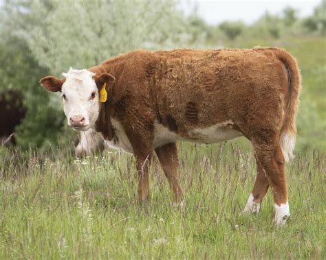 Švajčiarske plemeno kráv - detail