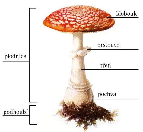 Štruktúra surových a varených húb po marinovaniu