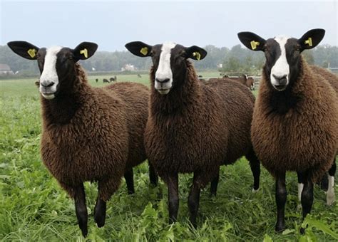 Ovce plemena Zwartbles