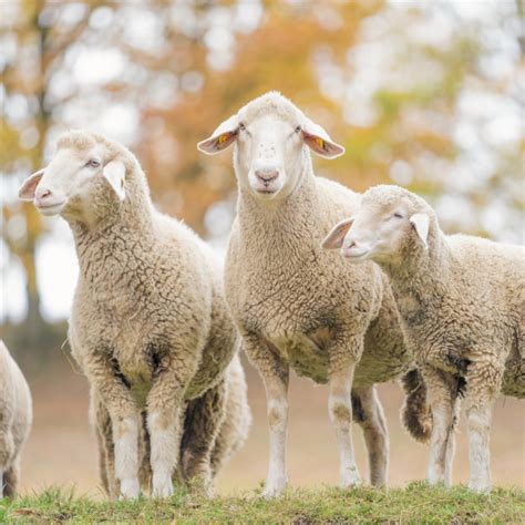 Wiltshire Horned ovce