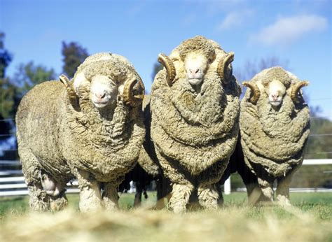 Sovietske merino ovce
