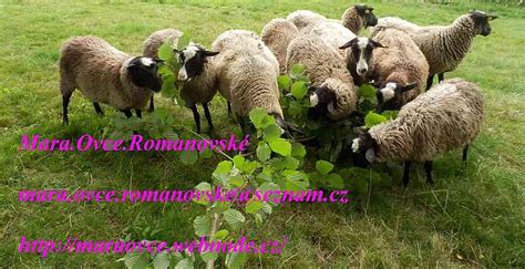Romanovské ovce