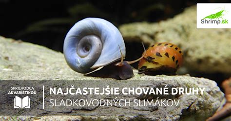 História škoricových slimákov