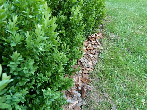 Zavlažovanie a mulčovanie