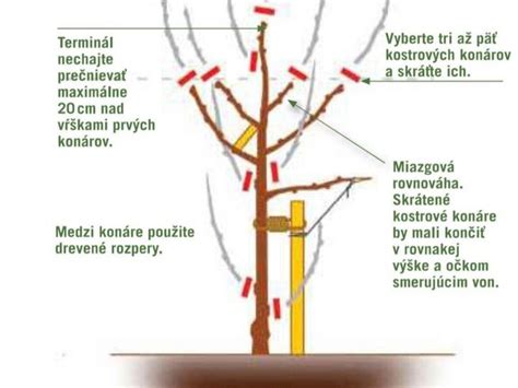Návod na správne strihanie jedlého obrázku