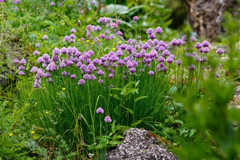 Rôzne druhy byliniek rastúcich z ceruziek Sprout