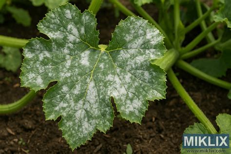 Obrázok listu tekvice napadnutého múčnatkou