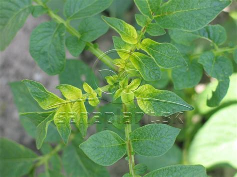 Poškodenie listov zemiakov pásavkou zemiakovou