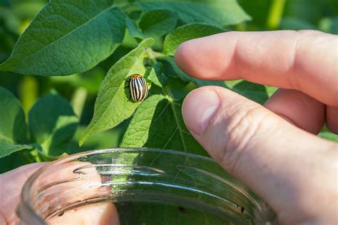 Ručný zber pásavky zemiakovej