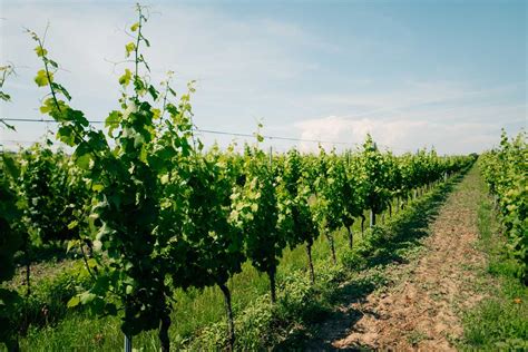 Vinice v oblasti Mendoza