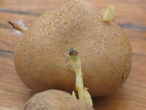 Štruktúra zemiaka po zatrasení